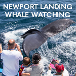 Newport Landing Whale Watching Logo