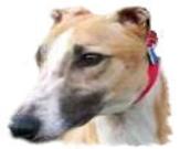 American Greyhound Logo