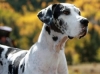 Rocky Mountain Great Dane Rescue, Inc.