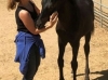 Pregnant Mare Rescue