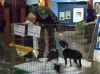 Oregon Friends of Shelter Animals (OFOSA)