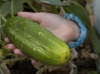 Wampatuck School Organic Garden