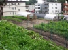 Victory Programs ReVision Urban Farm