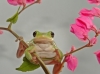Save the Frogs! 