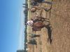 Relational Riding Academy Summer Day Camps