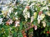 Memphis Botanic Garden