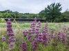 Dogwood Canyon Audubon Center at Cedar Hill