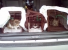 SAFER (Seacoast Area Feline Education & Rescue)