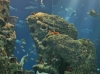 South Carolina Aquarium