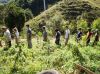 VOLUNTEER IN BRAZIL AT AN AGROFORESTRY & BIOCONSTRUCTION FARM
