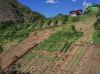 VOLUNTEER IN BRAZIL AT AN AGROFORESTRY & BIOCONSTRUCTION FARM
