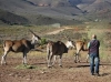 African Game Lodge Research Volunteer Program