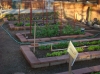 Cragin Elementary School Garden