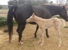 Pregnant Mare Rescue